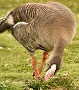 Lesser White-fronted Goose