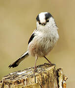 Long-tailed Tit