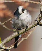 Long-tailed Tit