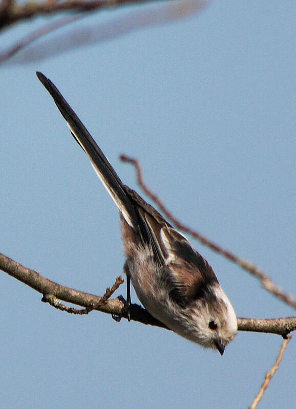 Long-tailed Tit female adult, identification