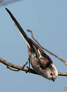 Long-tailed Tit