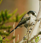 Long-tailed Tit