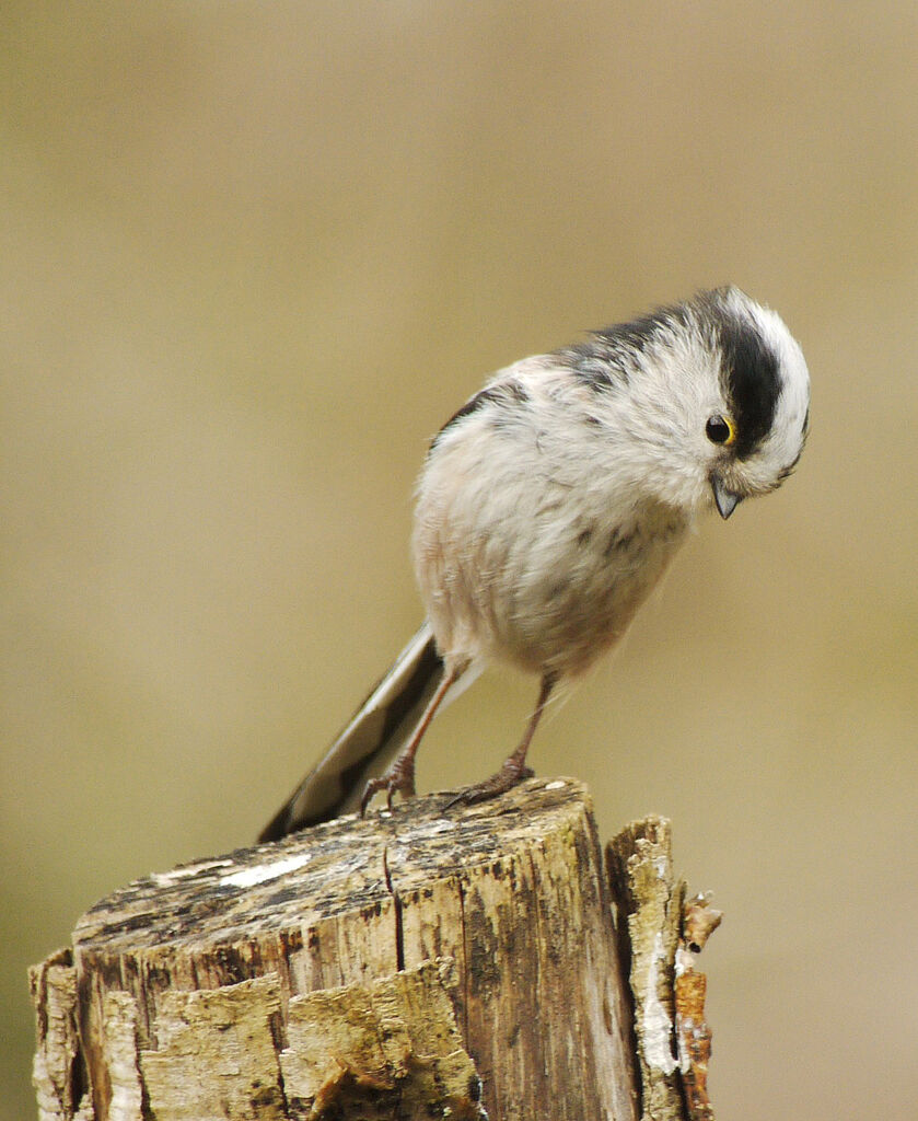 Long-tailed Tit male adult breeding, Behaviour