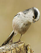 Long-tailed Tit