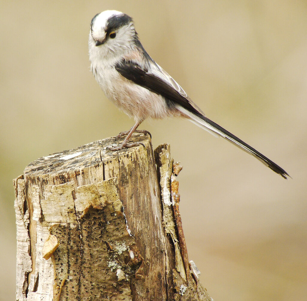 Long-tailed Tit male adult breeding, identification