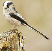 Long-tailed Tit