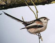 Long-tailed Tit