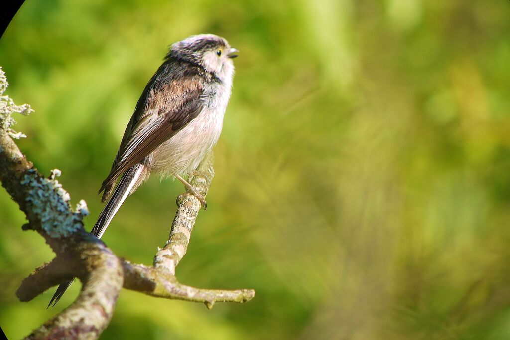 Long-tailed Titadult breeding, identification