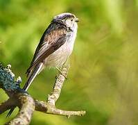 Long-tailed Tit