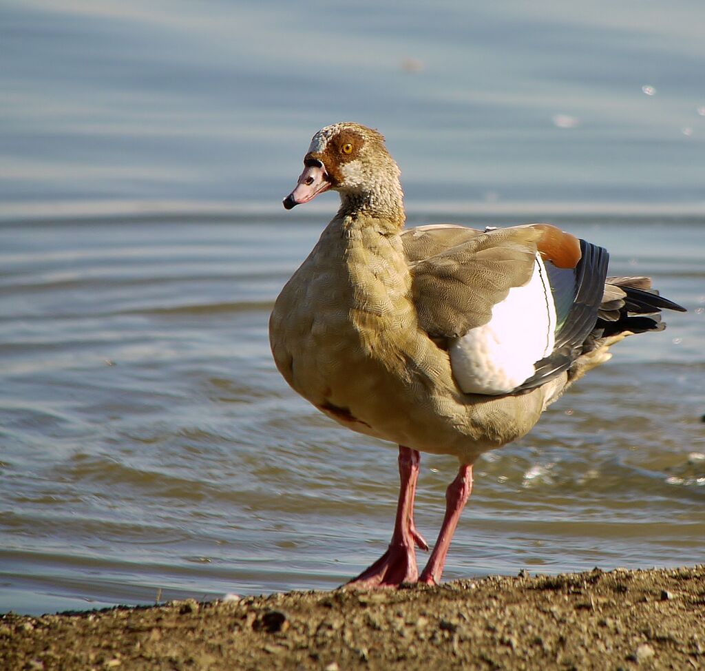 Egyptian Gooseadult post breeding, identification