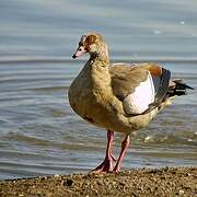 Egyptian Goose