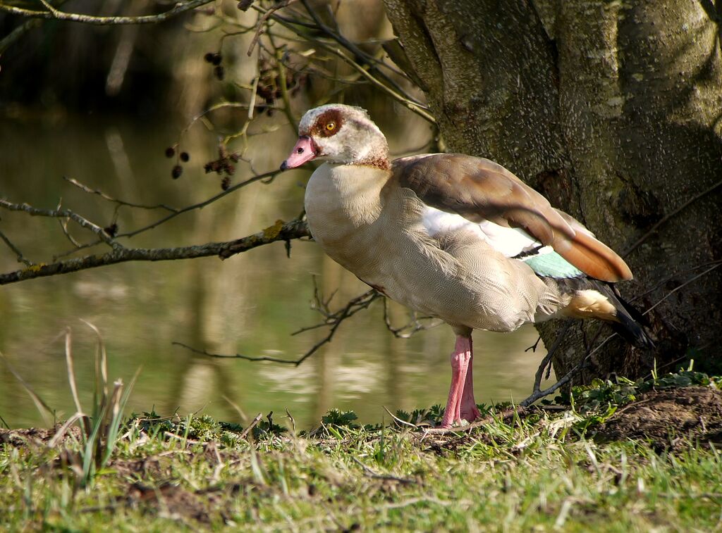 Egyptian Gooseadult breeding, identification