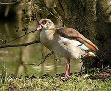 Egyptian Goose