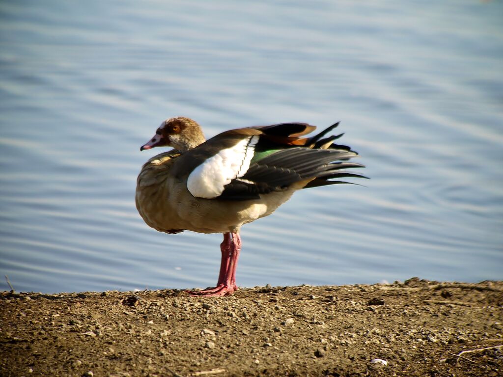 Egyptian Gooseadult post breeding, identification