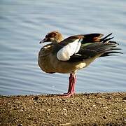 Egyptian Goose