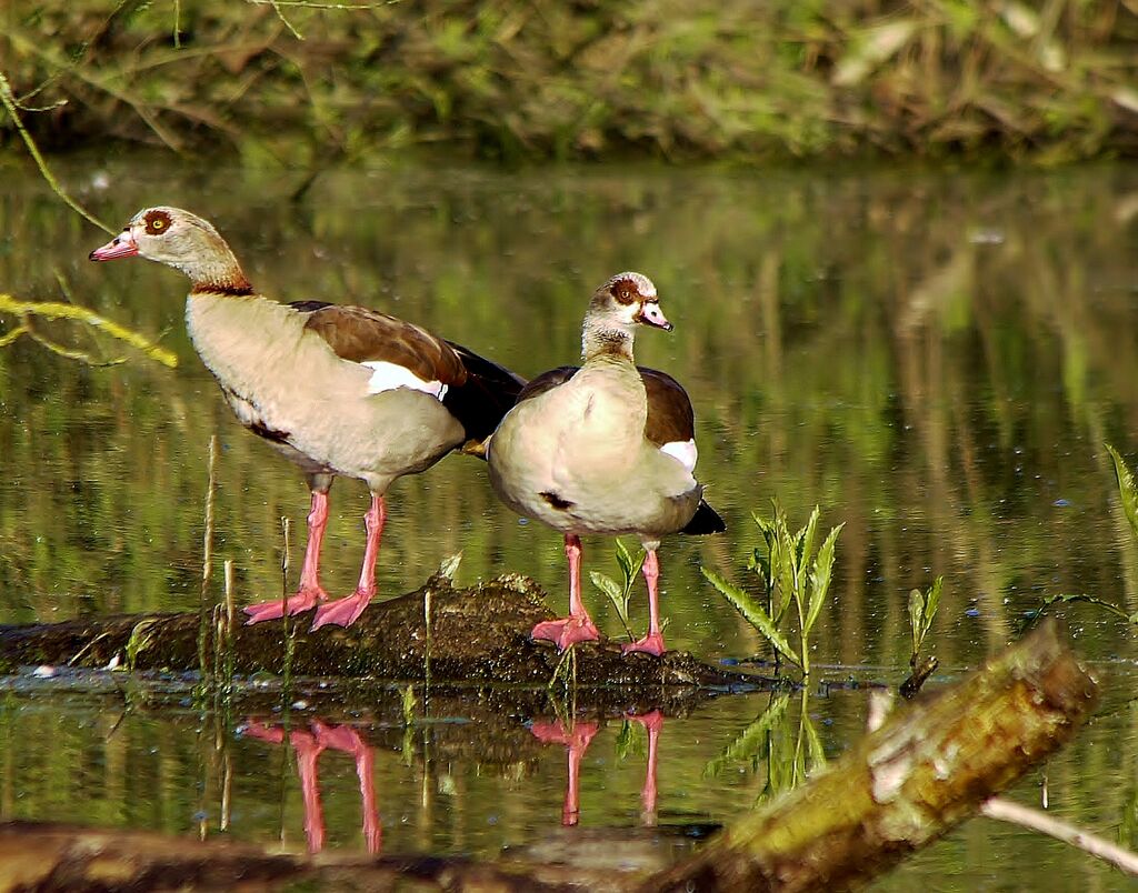 Egyptian Gooseadult breeding, identification, close-up portrait