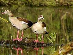 Egyptian Goose