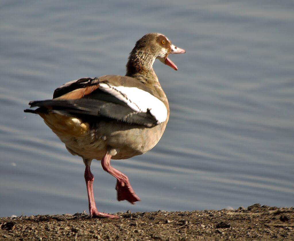 Egyptian Gooseadult post breeding, identification