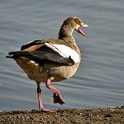 Egyptian Goose