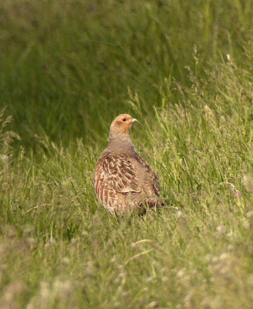 Grey Partridge male adult breeding, identification