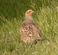 Grey Partridge