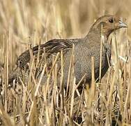 Grey Partridge