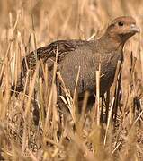 Grey Partridge