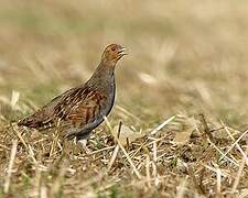 Grey Partridge