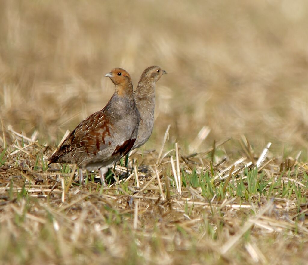 Perdrix grise adulte nuptial, identification