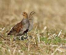 Grey Partridge