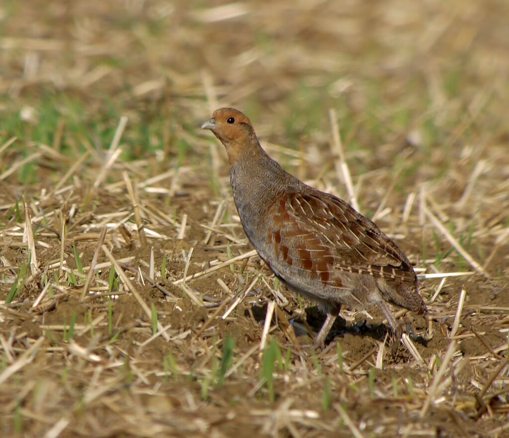 Perdrix grise mâle adulte nuptial, identification