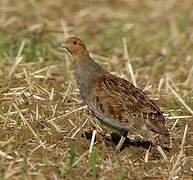 Grey Partridge