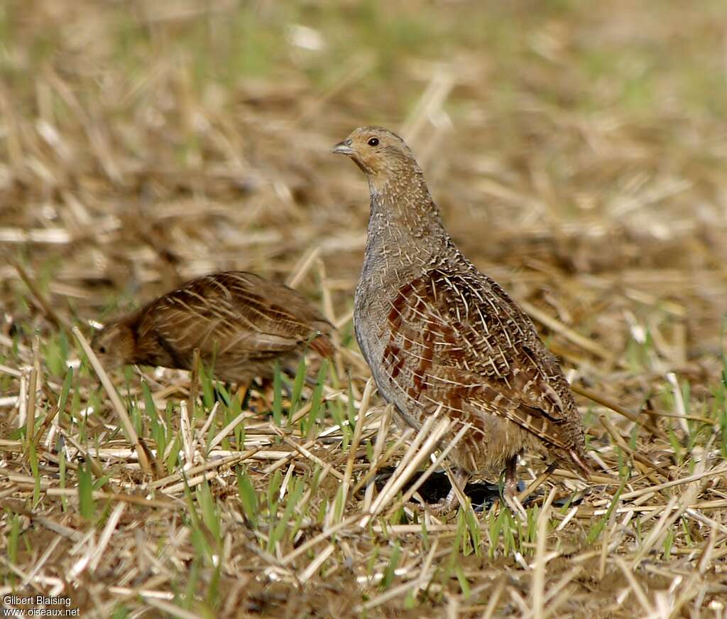 Grey Partridgeimmature