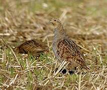 Grey Partridge