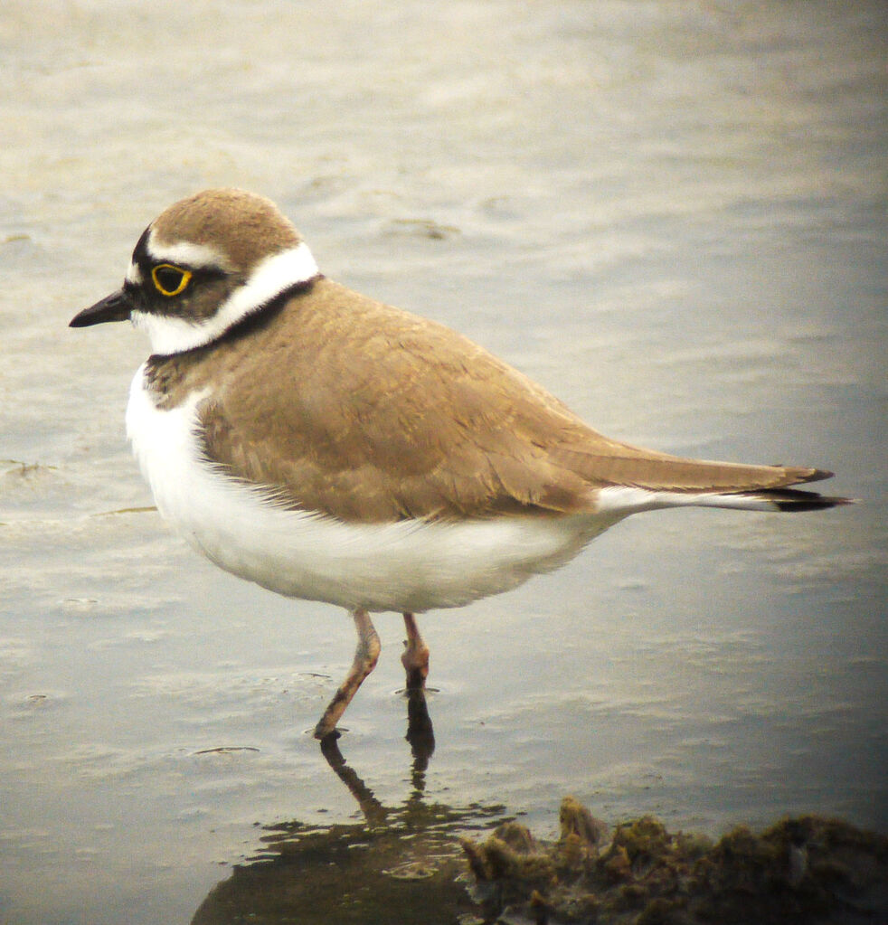 Little Ringed Plover male adult breeding, identification