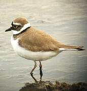 Little Ringed Plover