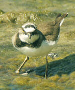 Little Ringed Plover