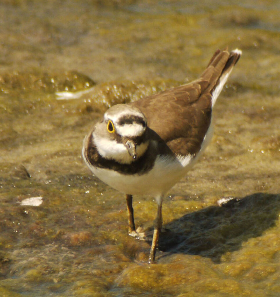 Little Ringed Ploveradult breeding, identification