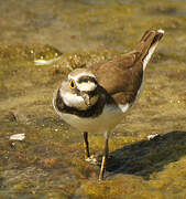 Little Ringed Plover