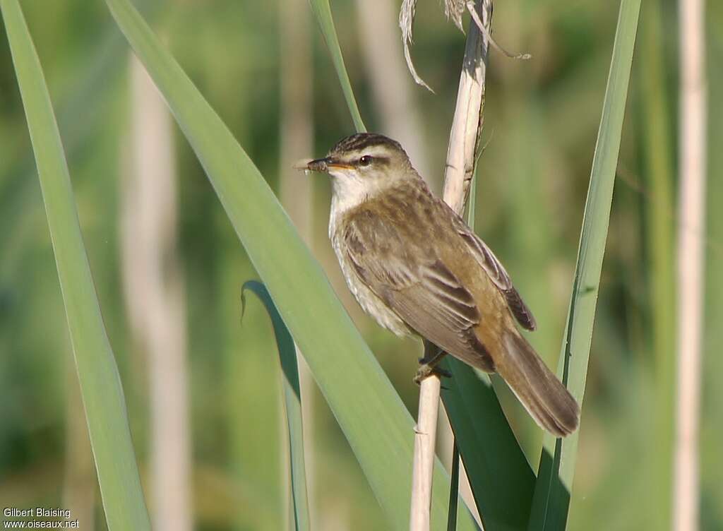 Sedge Warbler male adult breeding, habitat, feeding habits