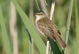 Sedge Warbler