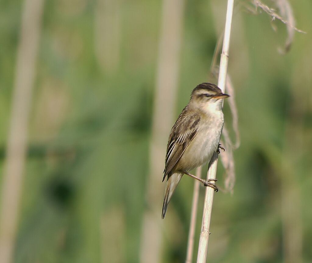 Phragmite des joncsadulte nuptial, identification