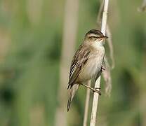 Sedge Warbler