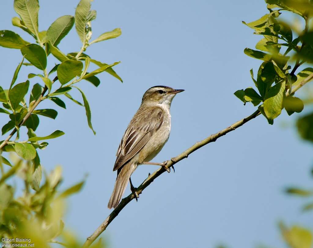 Sedge Warbler male adult breeding, Behaviour