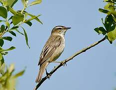 Sedge Warbler