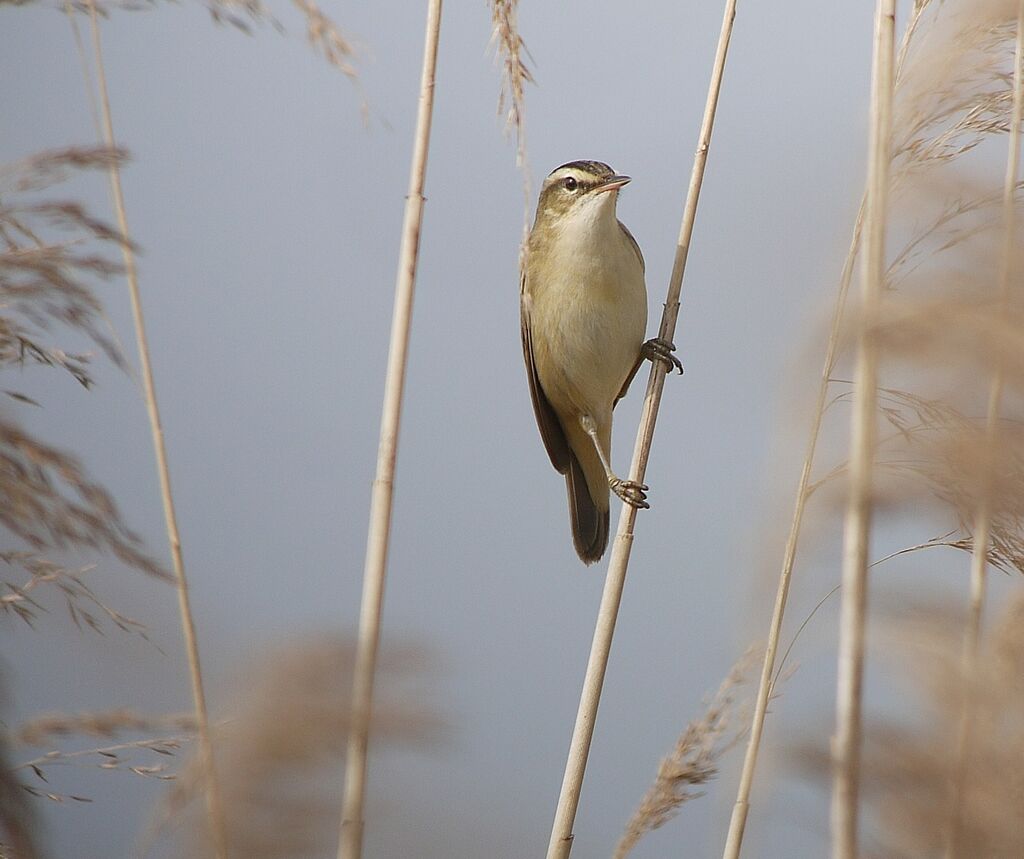 Phragmite des joncs mâle adulte nuptial, identification