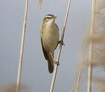 Sedge Warbler