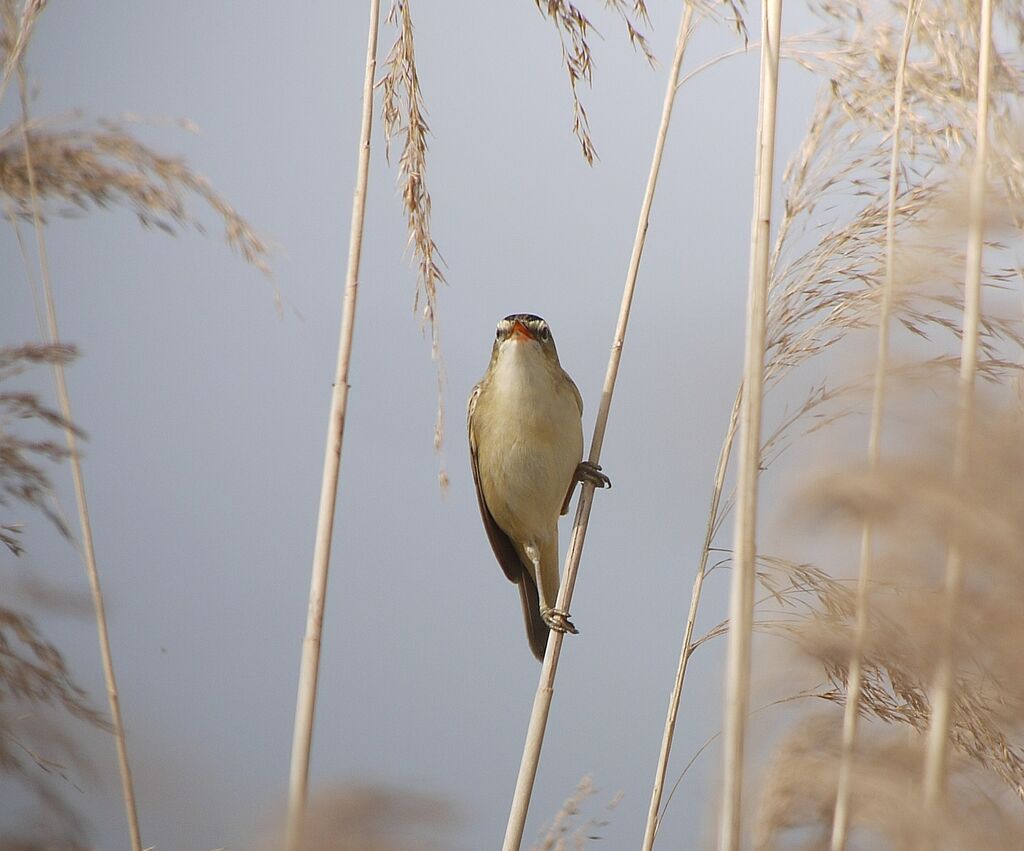 Sedge Warbler male adult breeding, song