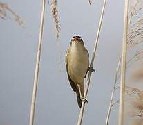 Sedge Warbler