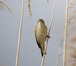 Phragmite des joncs